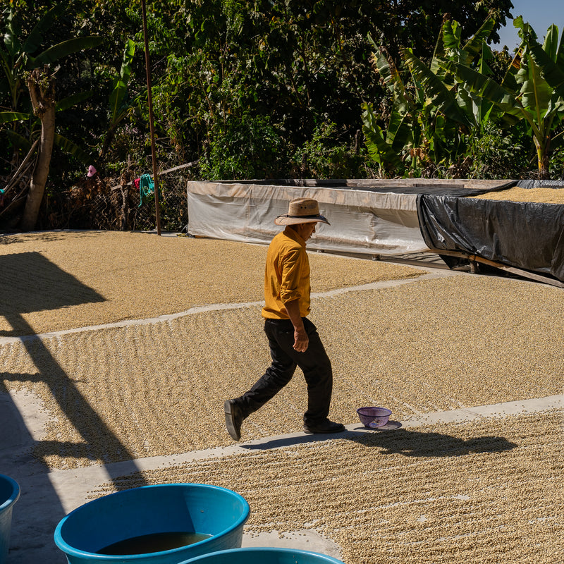 A young and vibrant Organic smallholder farm in San Marcos