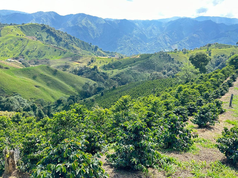 A delightful Pink Bourbon from Cup of Excellence winner Duberney Cifuentes's Finca Montreal